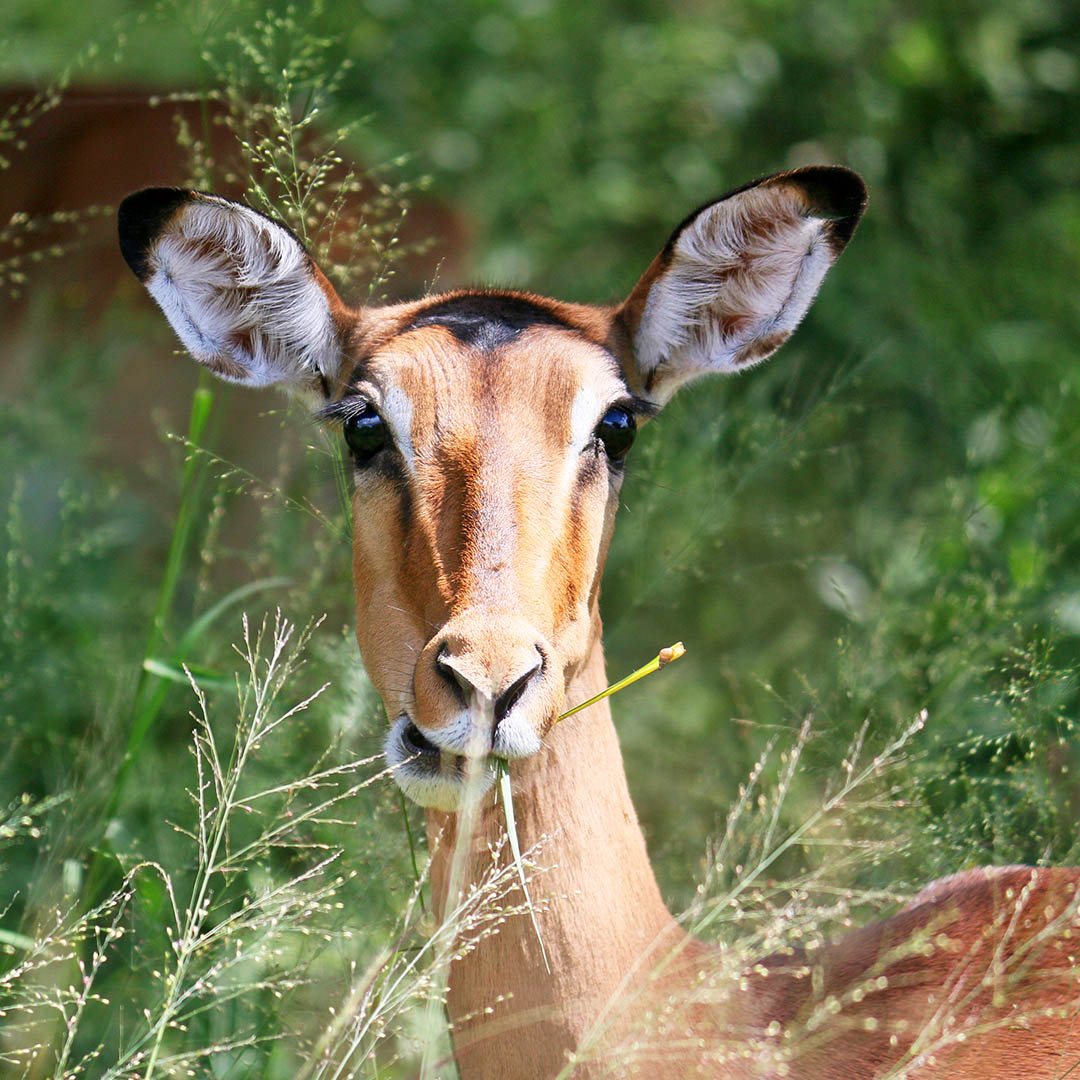 Krugerpark Krugerpark