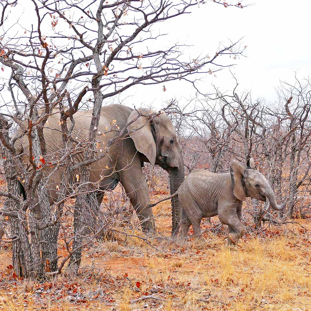 Limpopo Limpopo