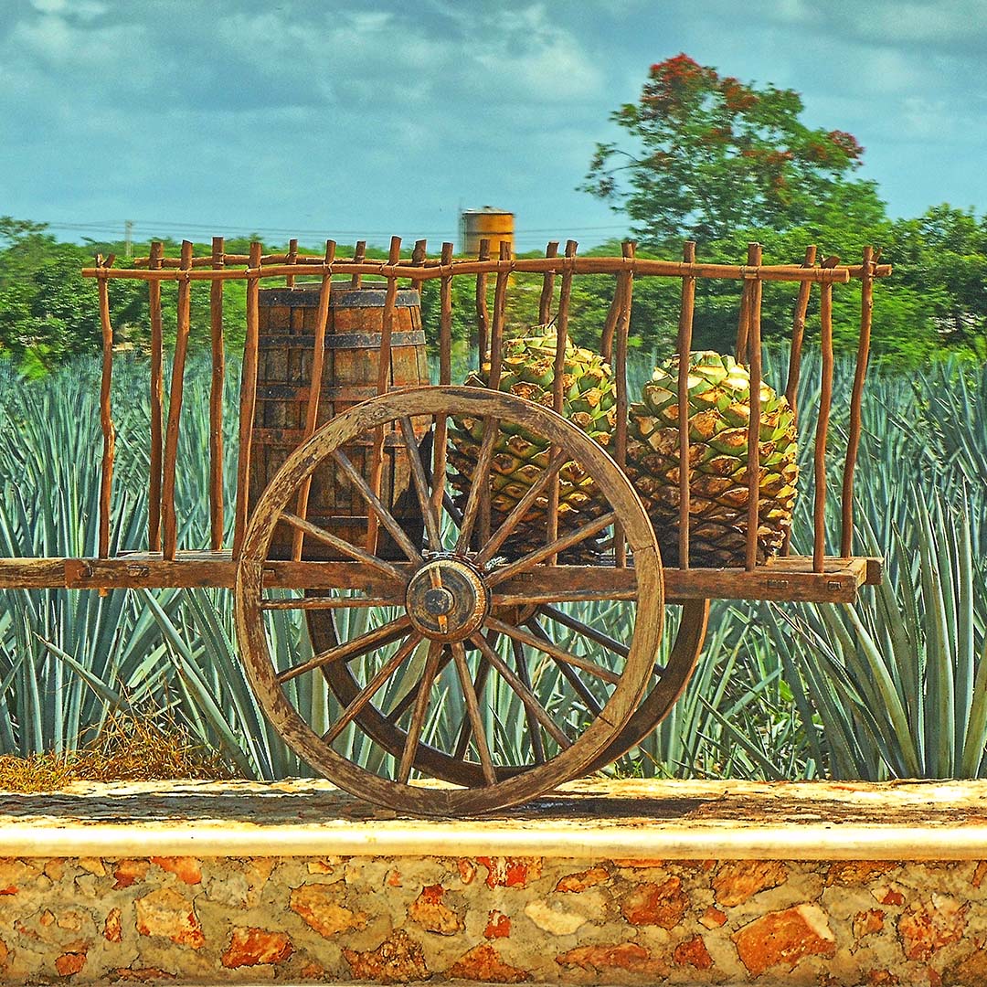 Tequila Tequila